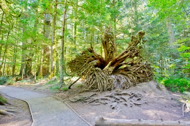 La forêt ancienne de Cathedral Grove, ses troncs et ses racines couverts de mousse.