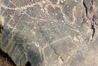 À Penascosa, un animal gravé au trait dans le schiste, au Paléolithique.