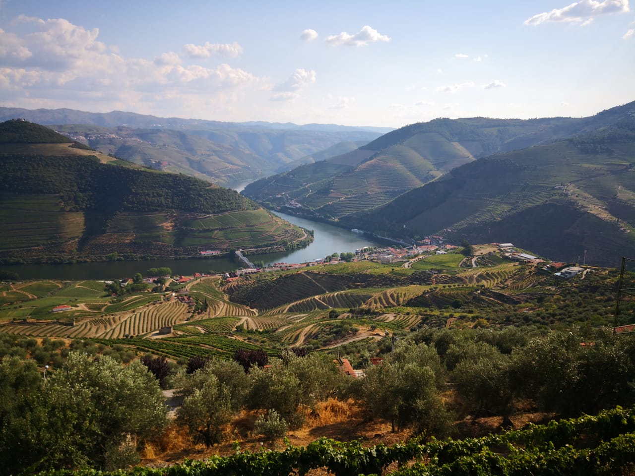 Depuis le belvédère de Casal de Loivos : les terrasses de vigne et d’oliviers, le méandre du fleuve et Pinhão.