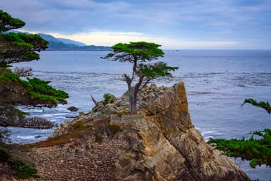 Le Lone Cypress sur son rocher, au bord de la 17-Mile Drive.