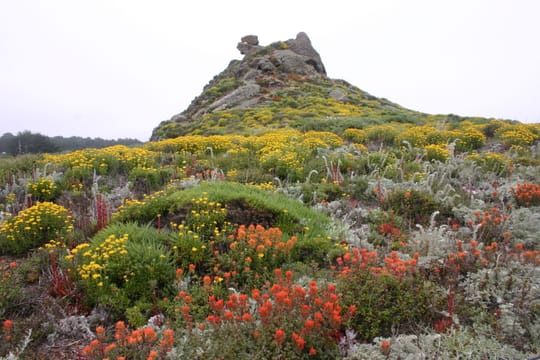 Des fleurs sauvages au printemps sur un rocher de Point Lobos.