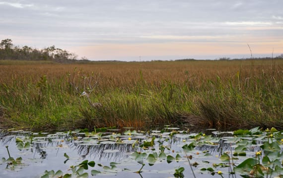 Les marais des Everglades au coucher du soleil.
