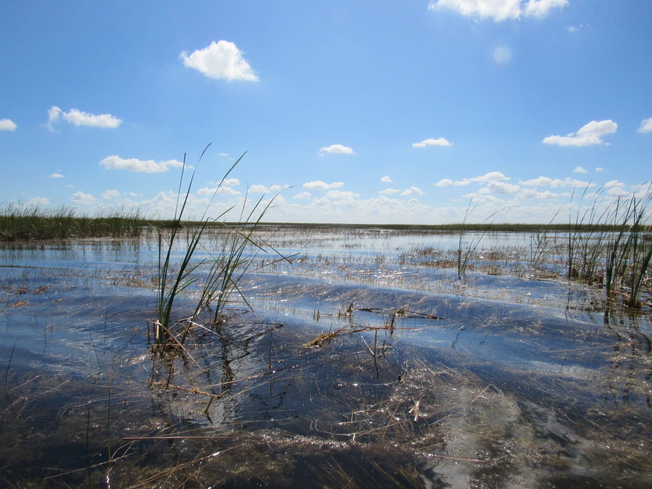 Les Everglades : des herbes et de l’eau à perte de vue.