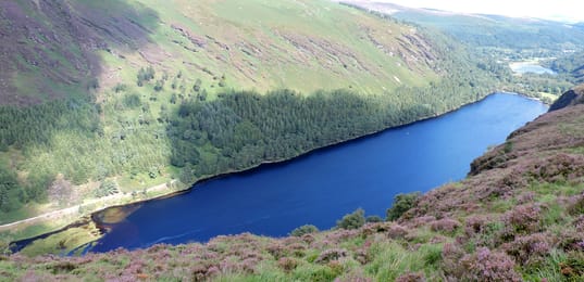 L’Upper Lake de Glendalough et la bruyère en fleur.