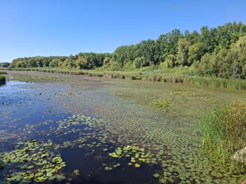 Nénuphars et roseaux du Kis-Balaton, près de l’île de Kányavár.