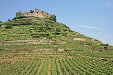La ruine du château de Staufen au-dessus des vignes en terrasses.