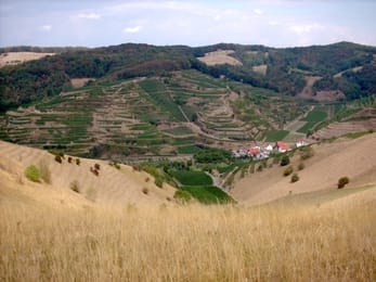 Les terrasses de vigne du Kaiserstuhl autour de Schelingen, vues du Badberg.