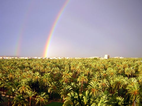 La palmeraie d’Elche.