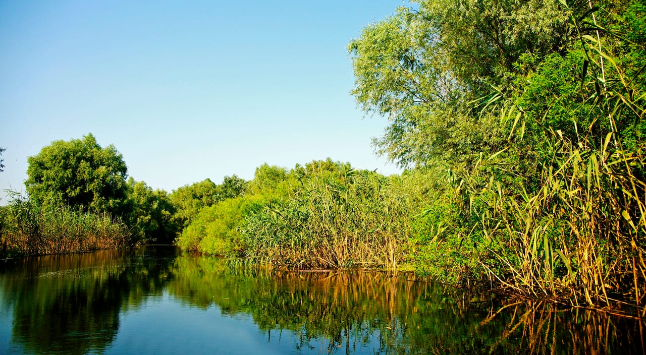 Un canal du delta du Danube, ses roseaux et ses saules reflétés dans l’eau calme.