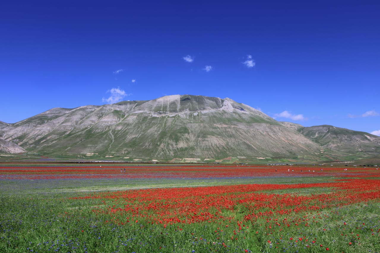 Le Piano Grande en fleurs, au pied des Sibillini.