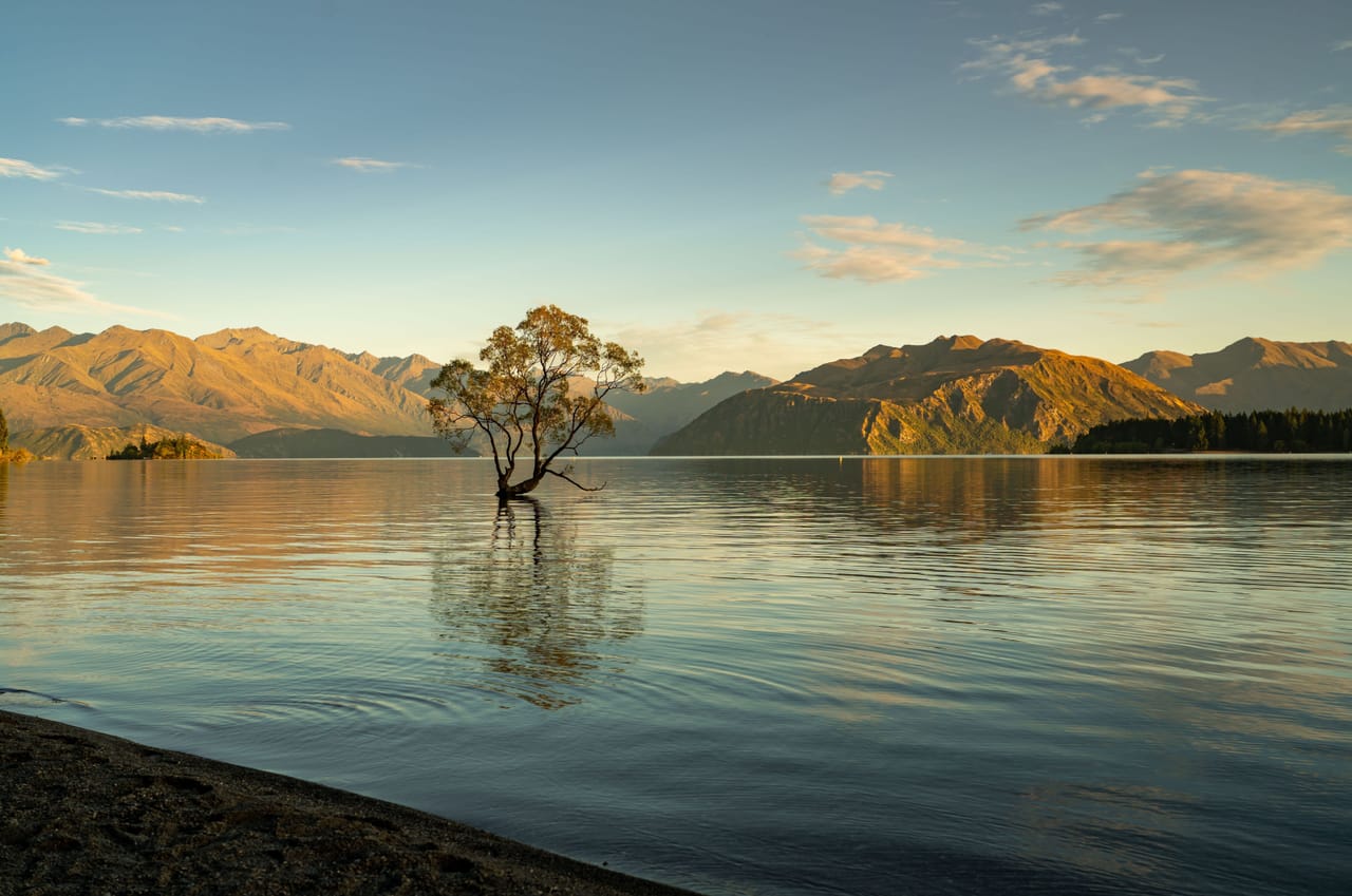 L’arbre solitaire du lac Wanaka au soleil couchant, devant les montagnes dorées.