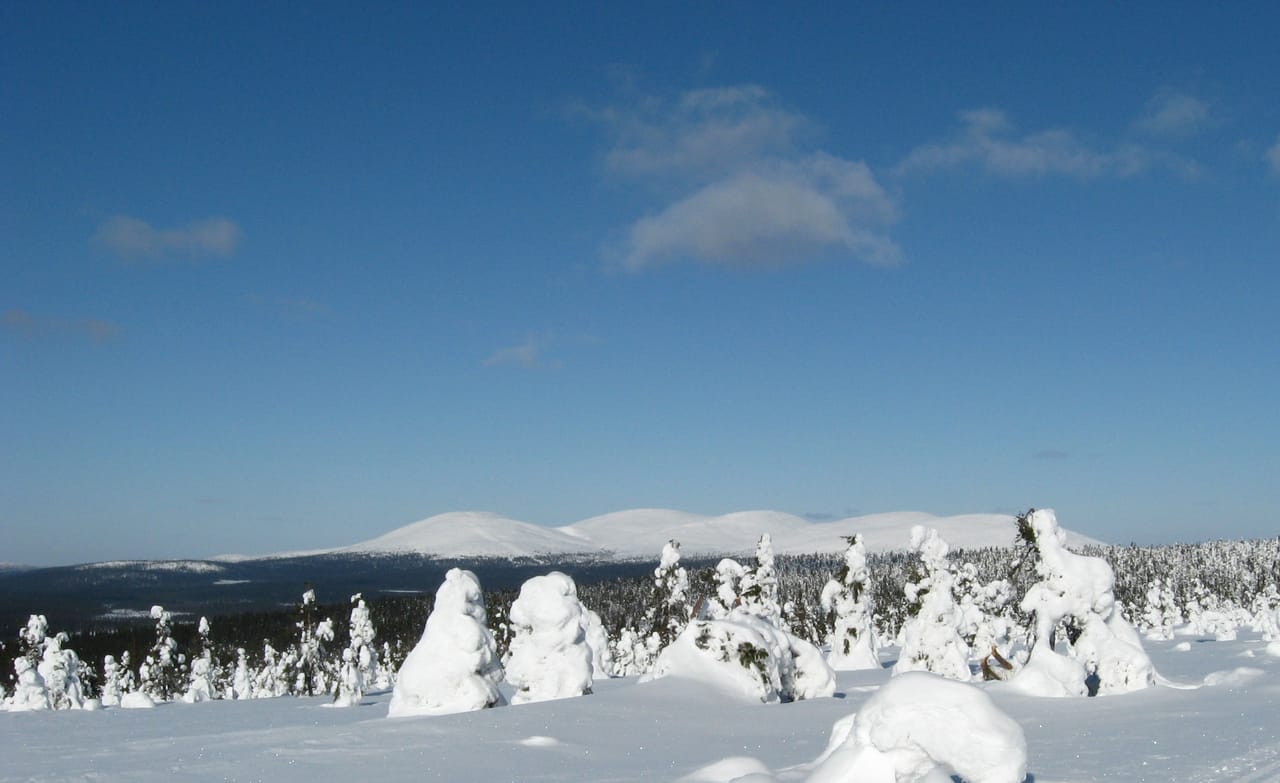 Os fjells de Pallas cobertos de neve, por trás de árvores geladas.