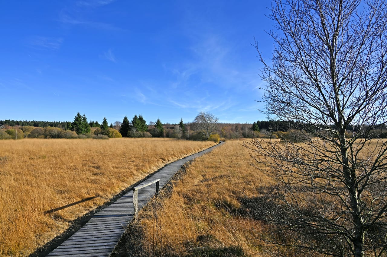 Le caillebotis du Brackvenn à travers les herbes dorées des Hautes Fagnes, sous le ciel bleu.