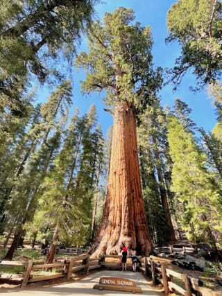 Le General Sherman, de la base à la cime.