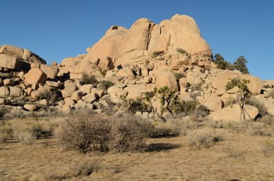 Les rochers de granite de Barker Dam et les arbres de Josué, à Joshua Tree.