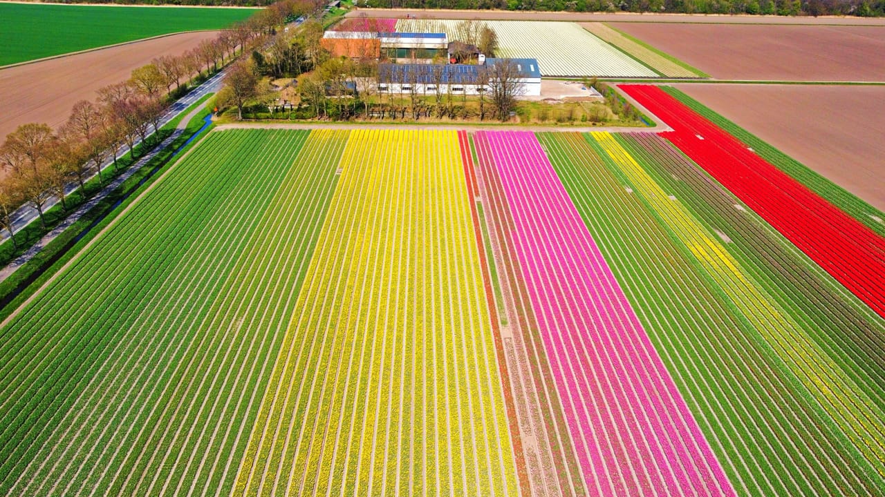 Les champs de tulipes vus du ciel : des bandes jaunes, roses, rouges et vertes jusqu’à la ferme.