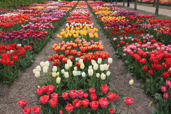 Des rangs de tulipes anciennes à l’Hortus Bulborum de Limmen.