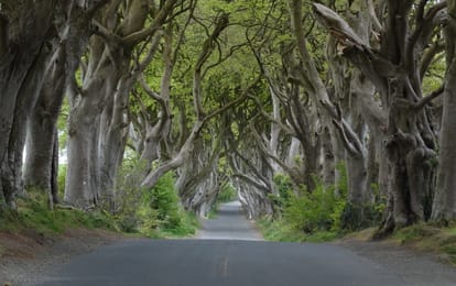 Le tunnel de hêtres des Dark Hedges.