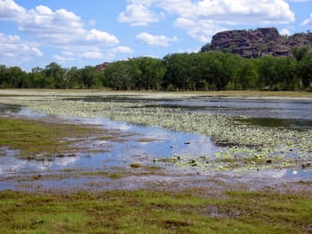 Le billabong d’Anbangbang et ses nénuphars, avec Burrungkuy au fond.
