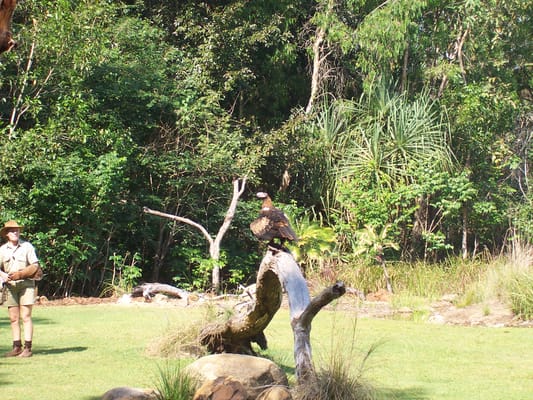 Un aigle d’Australie pendant la démonstration de rapaces du Territory Wildlife Park.