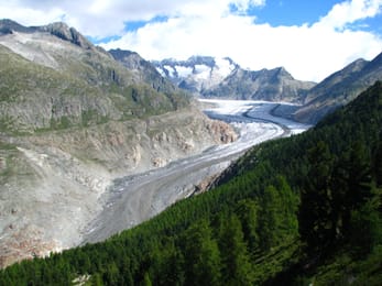 Le glacier d’Aletsch et la forêt d’aroles de l’Aletschwald.