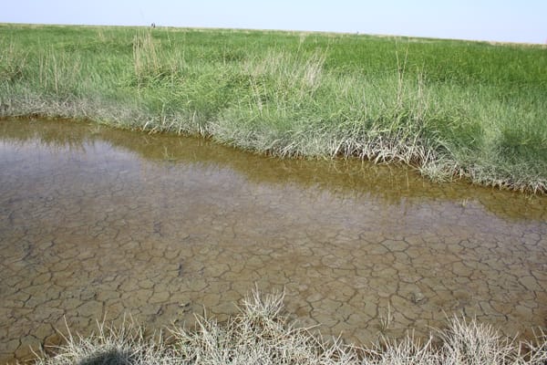 Un chenal de vase craquelée entre les herbes salées de Saeftinghe.