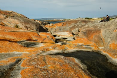 Rochers couverts de lichen orange à Bay of Fires.