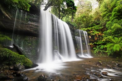 Russell Falls entre les fougères arborescentes du mont Field.