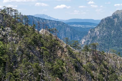 Le canyon de la Tara entre ses versants de pins noirs, sous un ciel d’été.