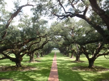 L’allée de chênes d’Oak Alley, vue depuis la maison.