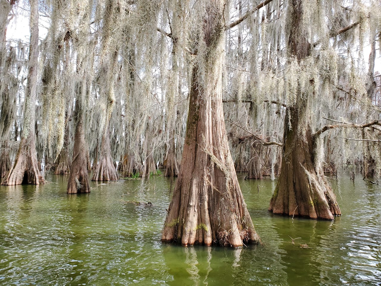 Les cyprès chauves et leur mousse espagnole, dans un bayou de Louisiane.