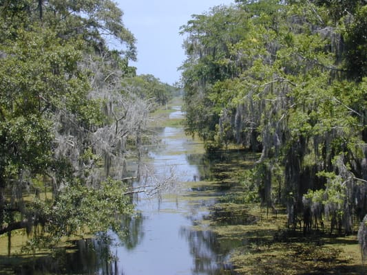 Un bayou de la réserve de Barataria, entre deux rangées d’arbres.