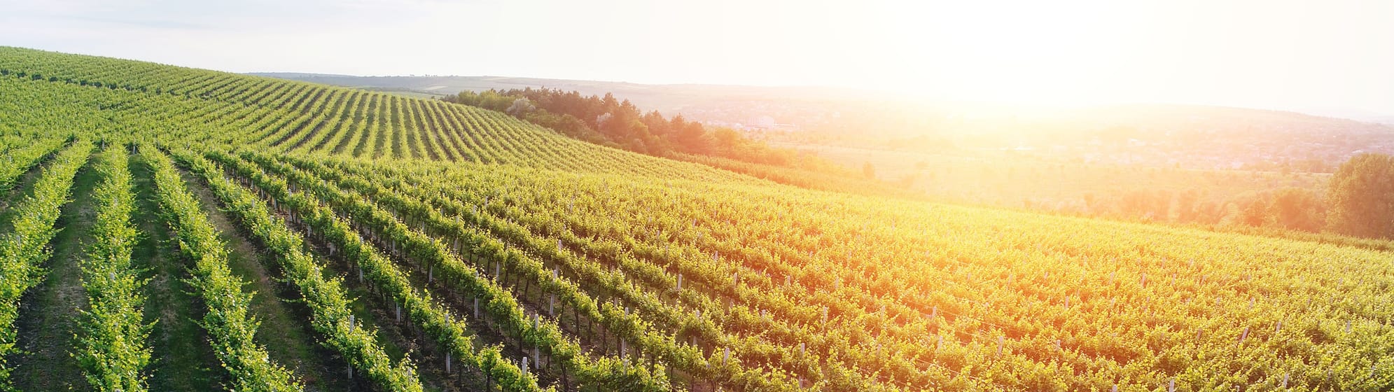 Les rangs de vigne de Cricova sur les collines, dans la lumière dorée du soir.