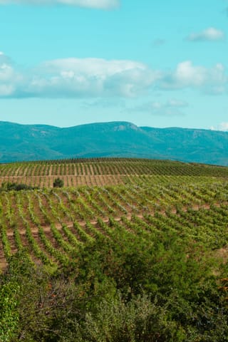 Les vignes à perte de vue dans la campagne d’Eger, sous le ciel bleu.