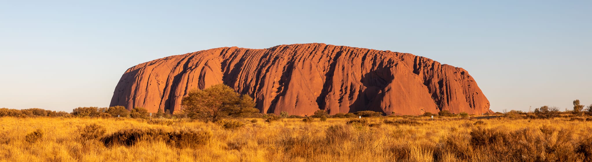 Uluru tout entier, rouge dans la lumière du soir, au-dessus des herbes dorées de la brousse.