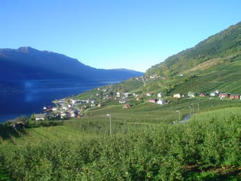Les vergers en terrasses d’Opedal, au-dessus du Sørfjord.