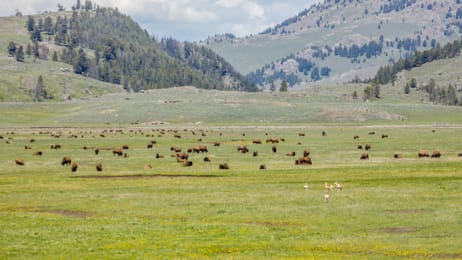 Bisons und Gabelböcke in der Prärie des Lamar Valley.