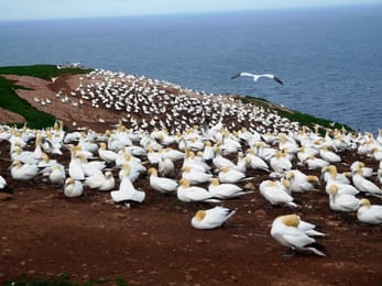 La colonie de fous de Bassan de l’île Bonaventure, au-dessus du golfe.