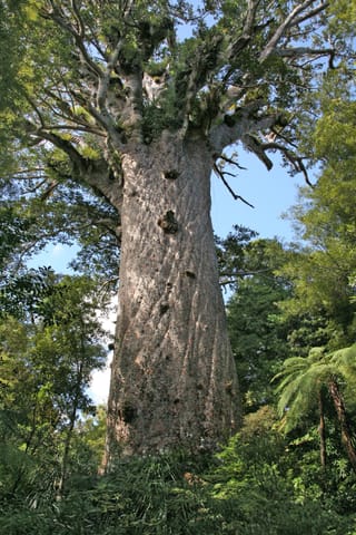 Il tronco di Tāne Mahuta, tra le felci arboree di Waipoua.