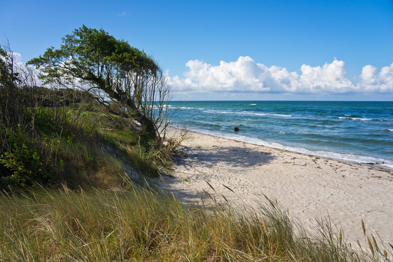 El Weststrand del Darß: árboles doblados por el viento, duna y mar azul.