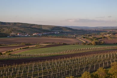Les vignobles de Kraví Hora et le village de Bořetice dans la lumière du soir.