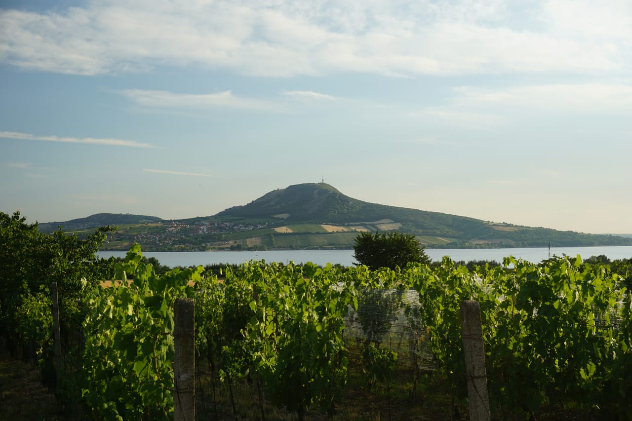 Les vignes au pied de la Pálava, avec les lacs de Nové Mlýny au loin.