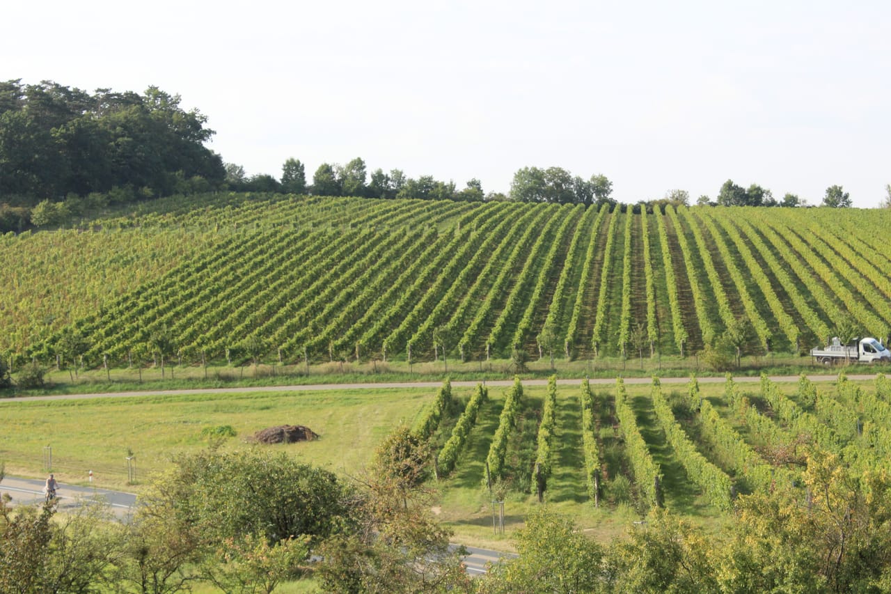 Les rangs de vigne sur les coteaux près de Mikulov.