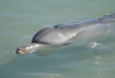 Un grand dauphin dans l’eau peu profonde de Monkey Mia.