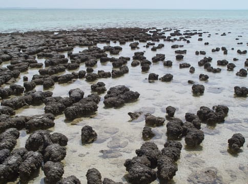 Les stromatolithes de Hamelin Pool à marée basse.