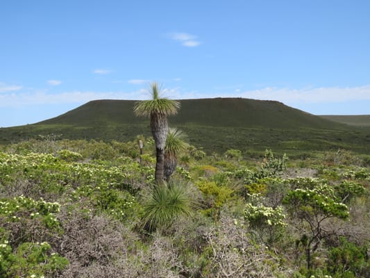 Le mont Michaud au-dessus de la lande fleurie de Lesueur, derrière un grass tree.