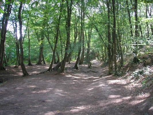La forêt de Paimpont, que la tradition appelle Brocéliande.
