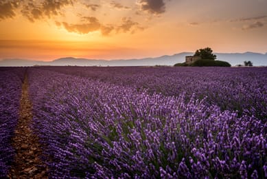 Les lavandes du plateau de Valensole au coucher du soleil.