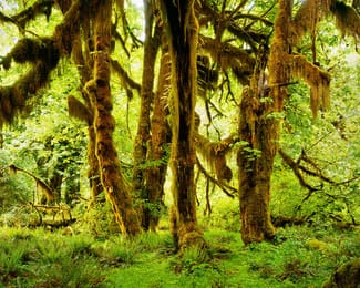 Des érables couverts de mousse dans la forêt pluviale de Hoh.