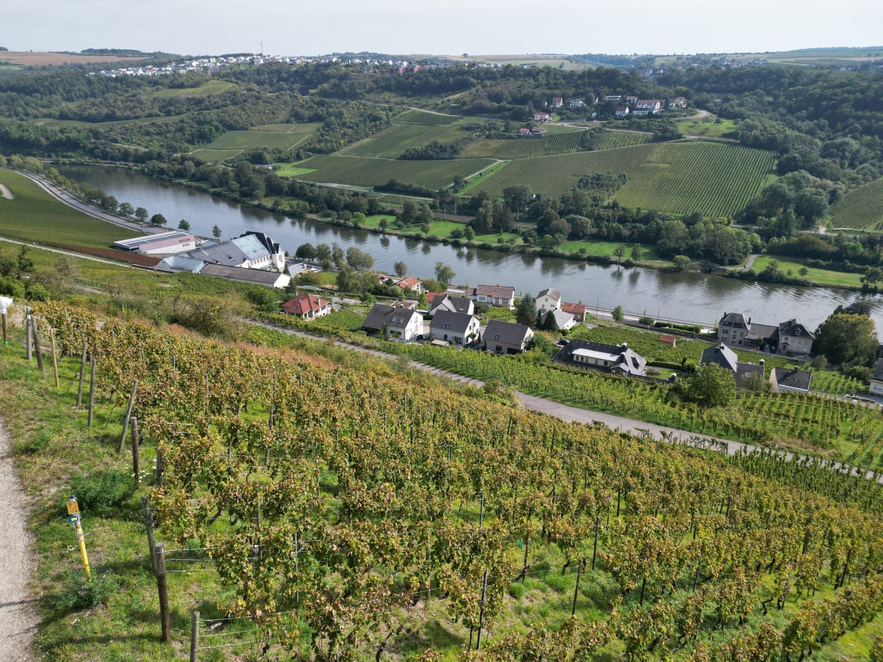 Les vignes de Wormeldange au-dessus de la Moselle, face à la rive allemande.